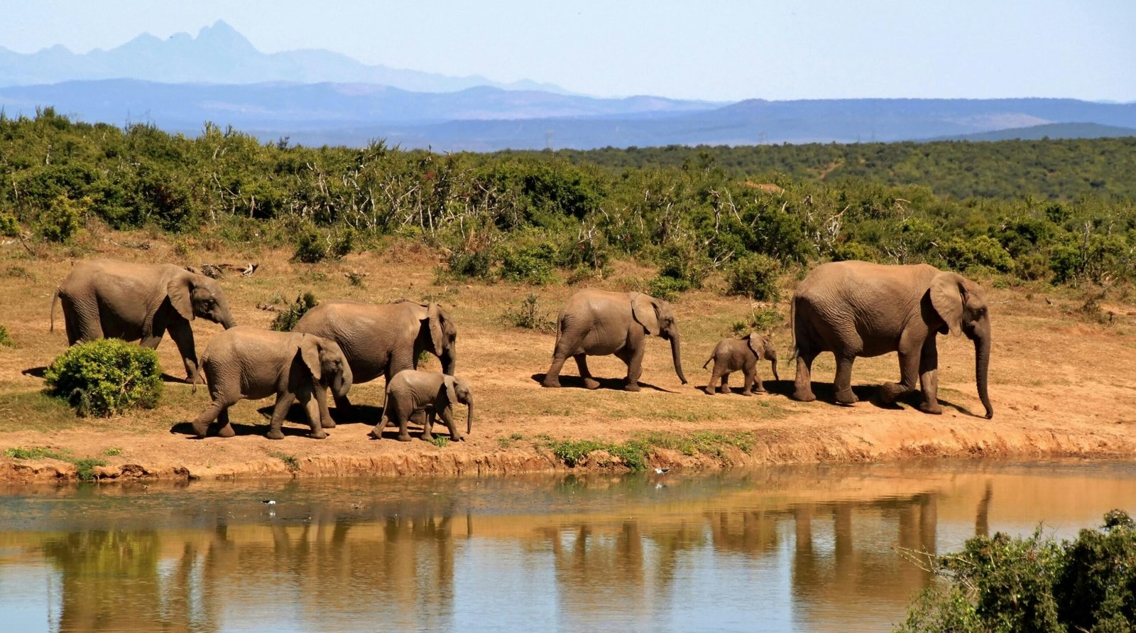 6 U.S. Safari Lodges That Feel Straight Out of Africa!